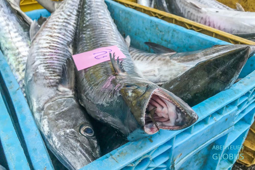 Fischereihafen im Dorf Klong Wan: Makrele mit Beute im Maul