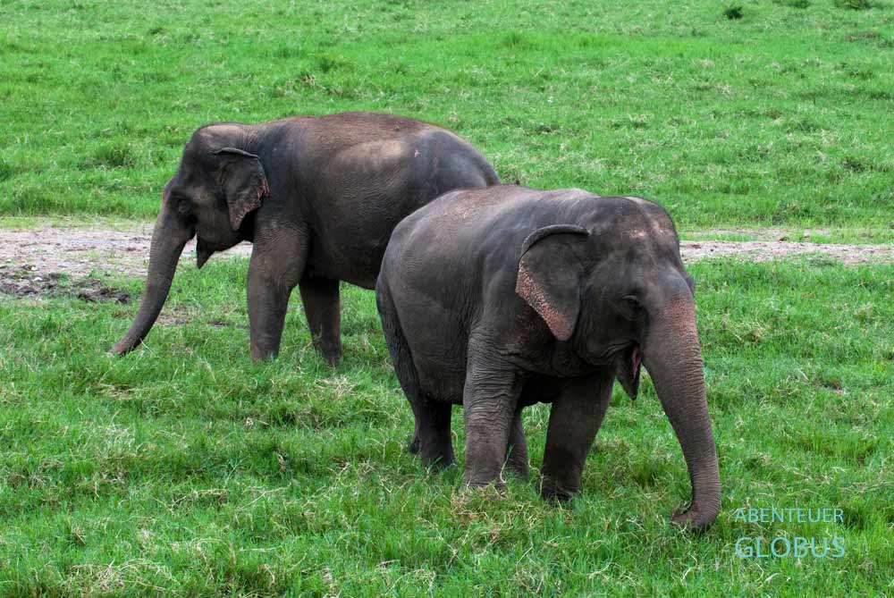 Elefanten im Phuket Elephant Sanctuary auf der Insel Phuket