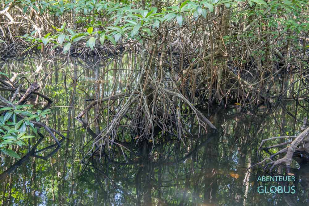 Beim Chao Lao Beach: Khung Kraben Bay Mangrove Forest