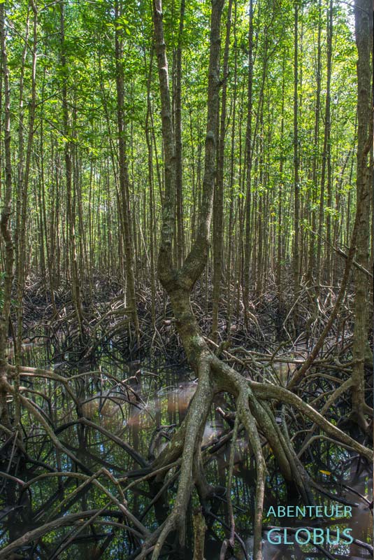 Wanderung durch den Salak Khok Mangrove Forest