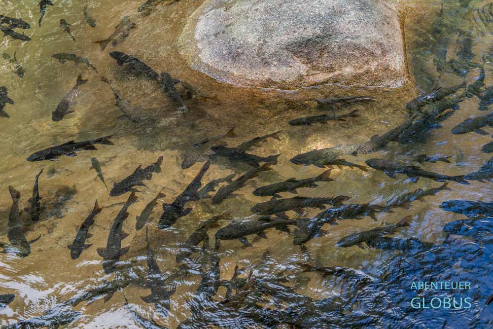 Nam Tok Phlio Nationalpark: Fische (Blaue Mahseer Barbe) im Naturpool