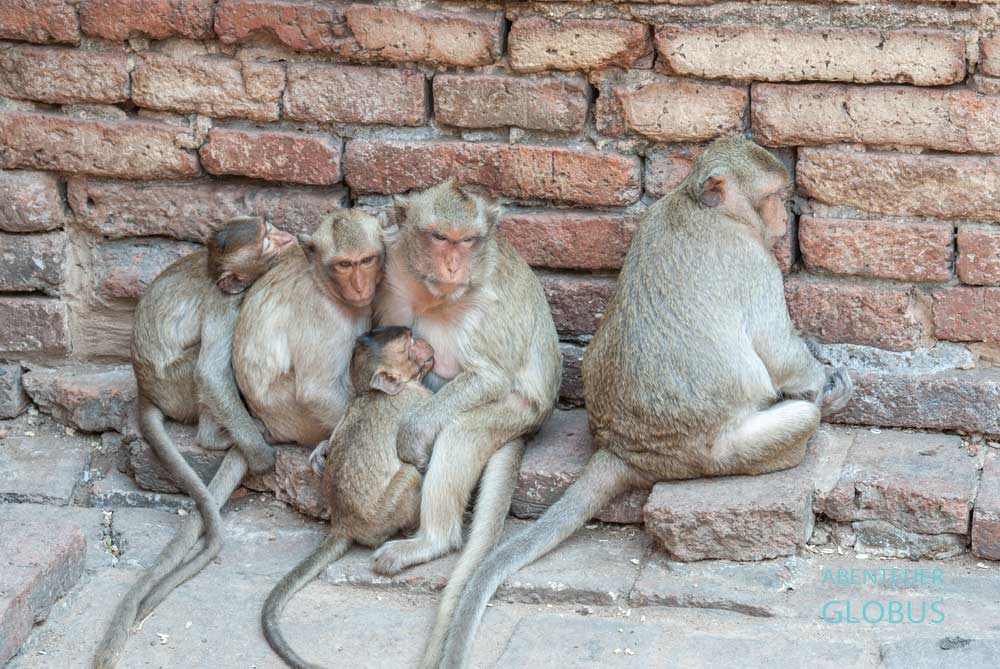 Faule Makaken auf dem Monkey Hill