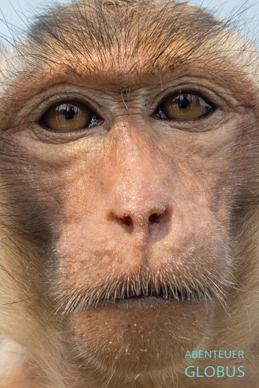 Affe auf dem Monkey Hill