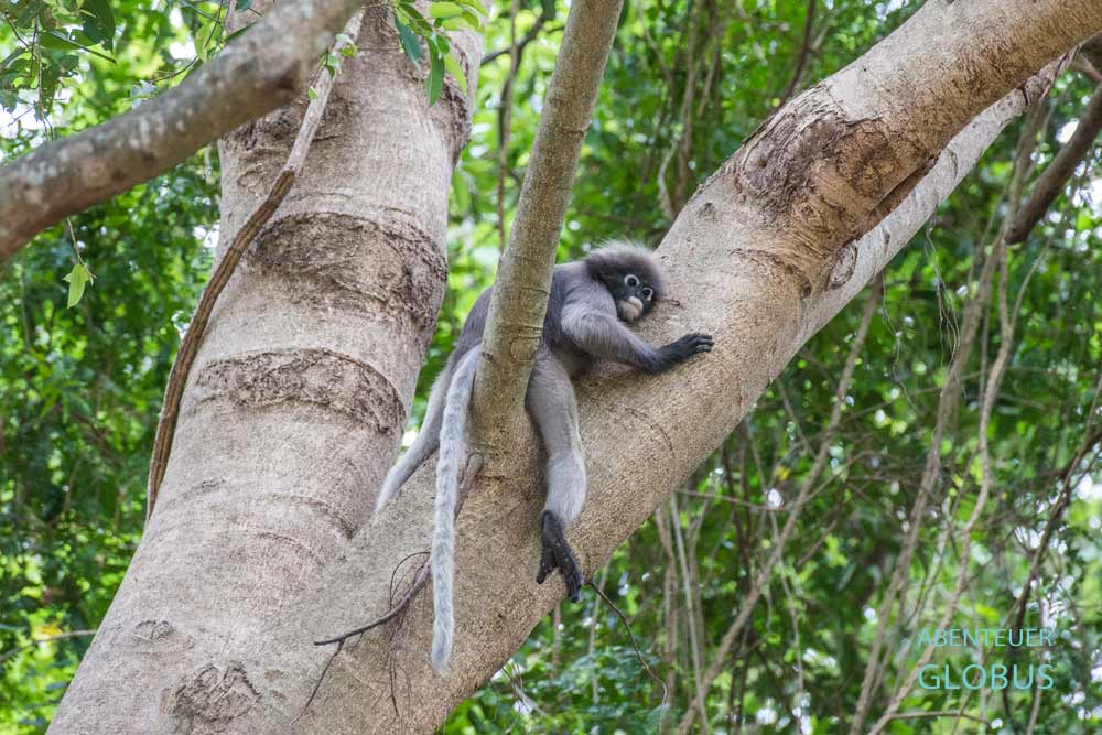 Südlicher Brillenlangur auf einem Baum am Berg Khao Lom Muak
