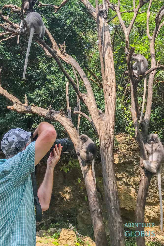 Prachuap Khiri Khan: Südliche Brillenlanguren am Berg Khao Lom Muak