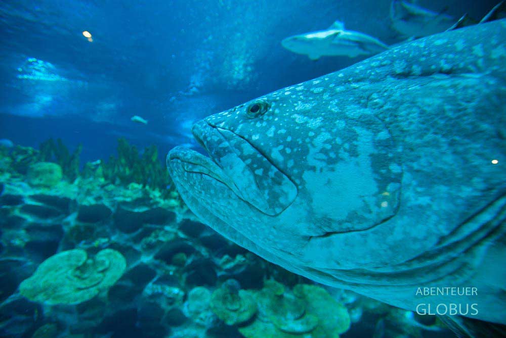 Fische im Waghor Aquarium