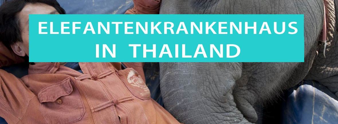 Elefantenkrankenhaus von Thailand: Soraida Salwala gründete das Fae Elephant Hospital