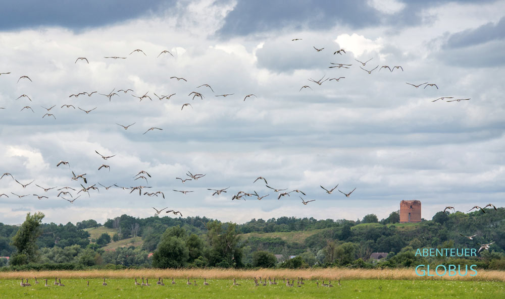 Im Nationalpark Unteres Odertal rasten im Herbst tausende Wildgänse. Im Hintergrund steht der Stolper Turm (Grützpott). 