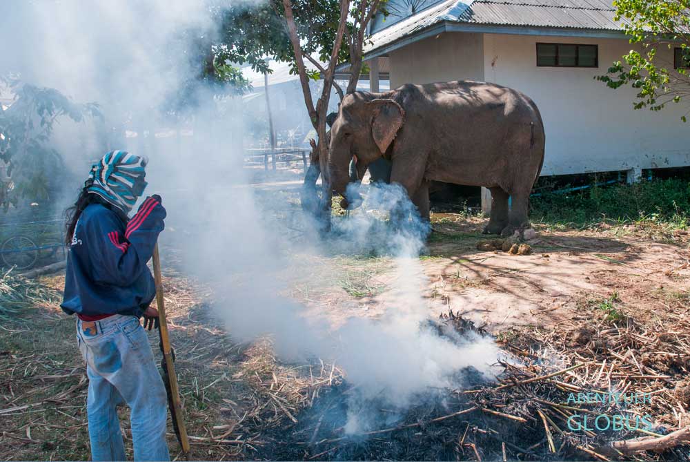 Elefanten stehen im Qualm in der Burning Season in Thailand