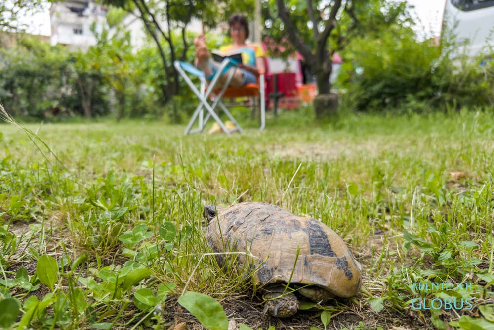 Berat: Schildkröte auf dem Campingplatz Camping Riverside