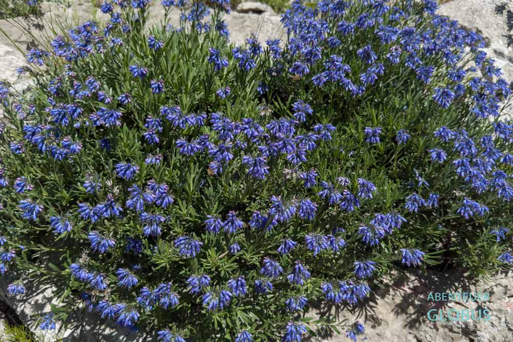 Selce: Blumen am Wanderweg zum Wasserfall von Selce (Ujevara e Selces)