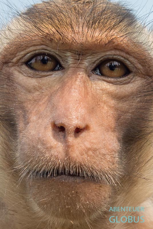 Porträt von einem Makaken am Wat Suwan Khuha