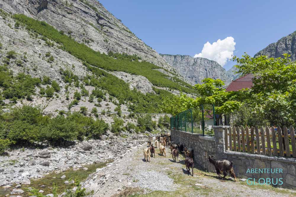 Selce: Schafe und Ziegen in der Cem Schlucht