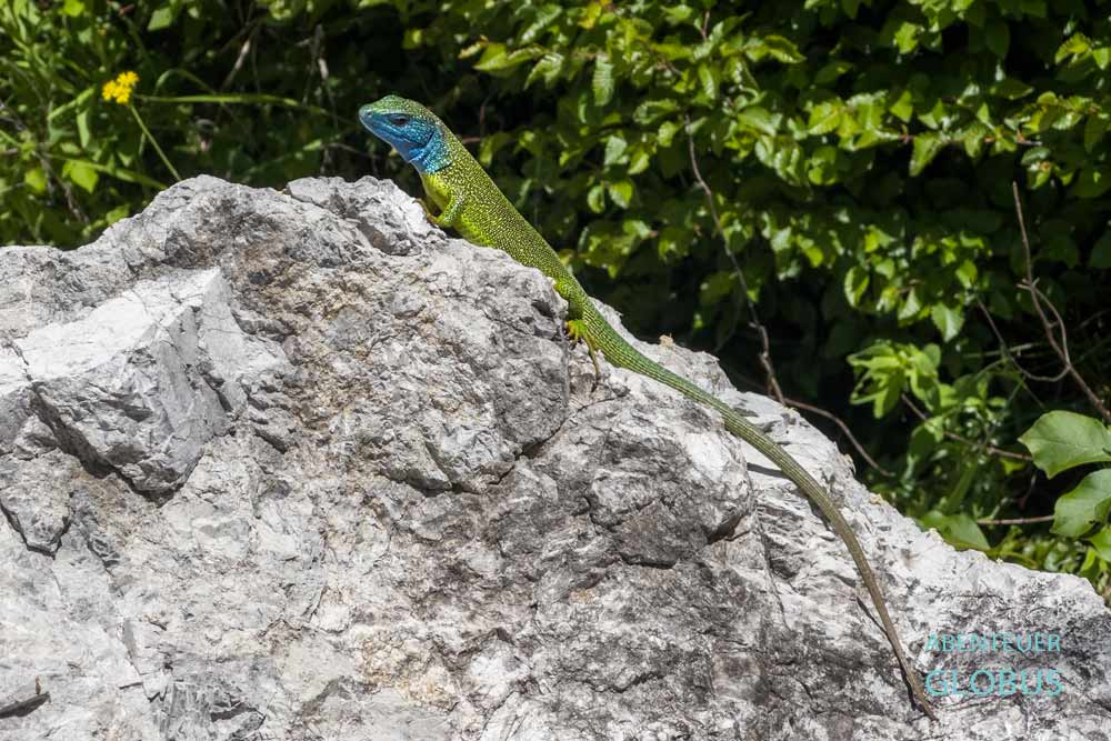 Am Wanderweg zum Wasserfall von Selce (Ujevara e Selces): Smaragdeidechse 