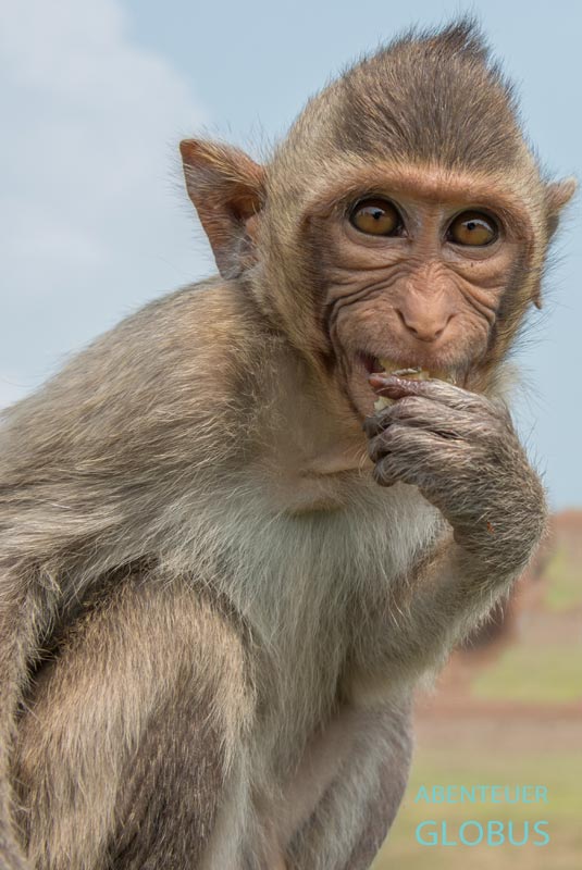 Makake am Wat Suwan Khuha