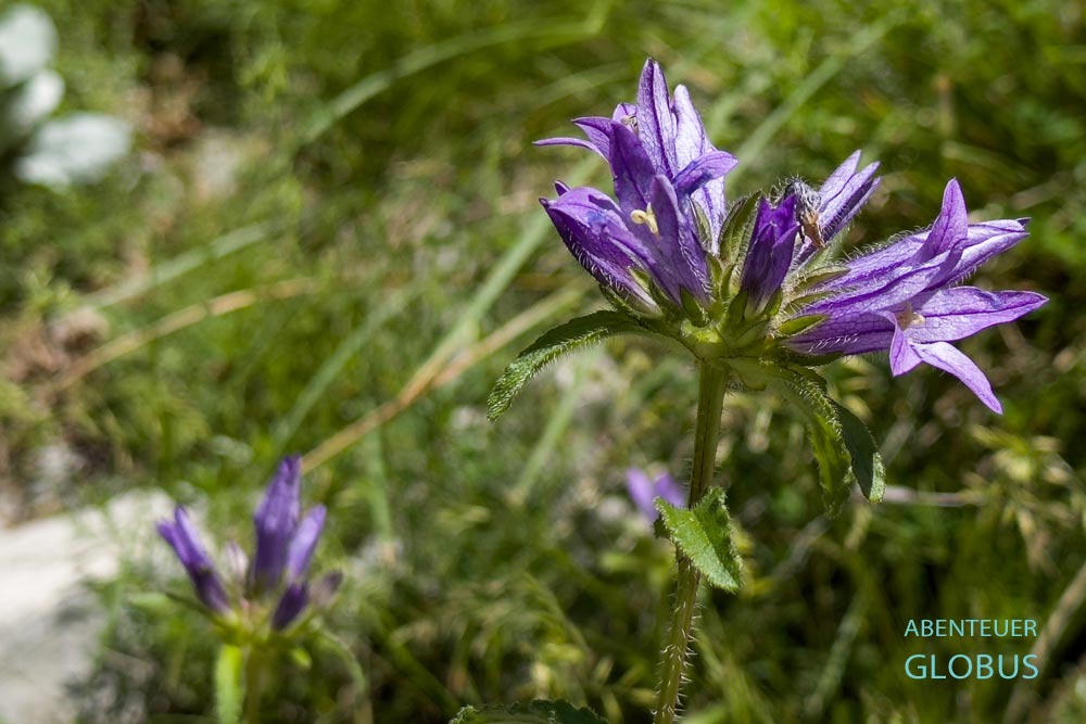 Selce: Blumen am Wanderweg zum Wasserfall von Selce (Ujevara e Selces)