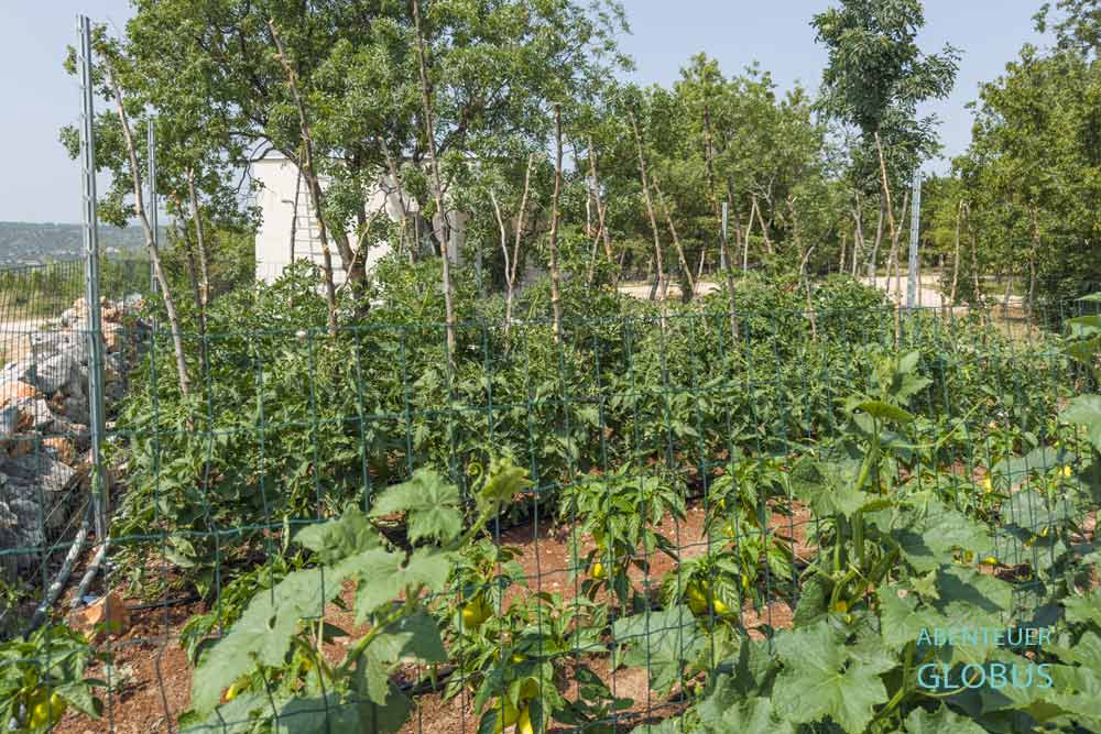 Im Gemüsegarten auf dem Campingplatz Auto Camp Ante Kravica gedeihen Paprika, Tomaten und Gurken.