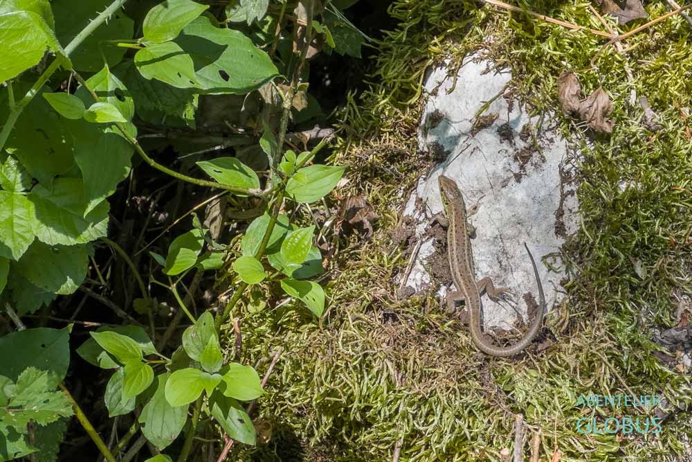 Nationalpark Una: Eidechse auf einem Stein