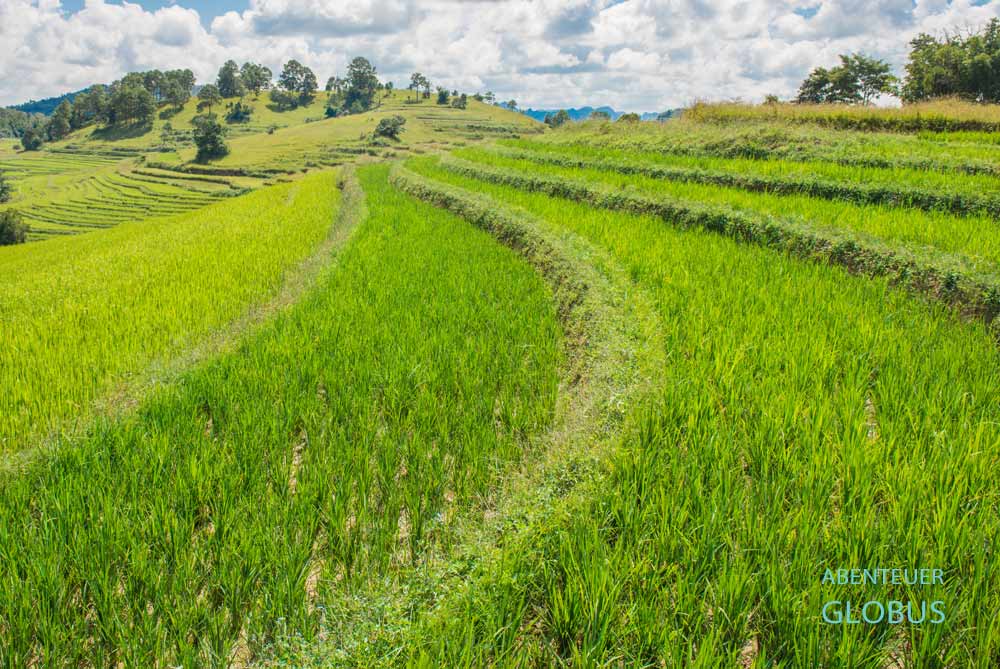 Grüne Reisfelder im Oktober in Kambodscha