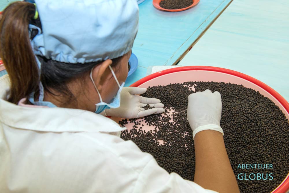 Hier werden die Pfefferkörner nach Größe, Gewicht und Dichte sortiert.