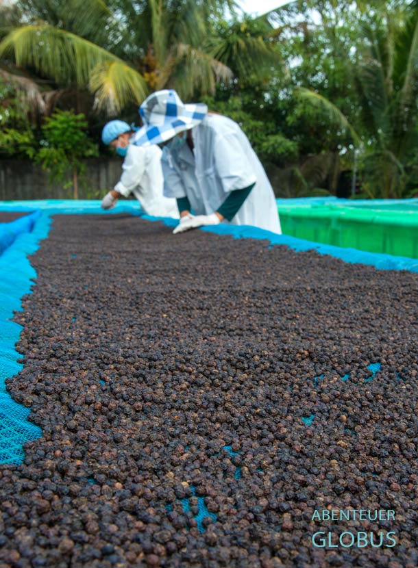Der schwarze Pfeffer aus Kampot wird von der Sonne getrocknet.