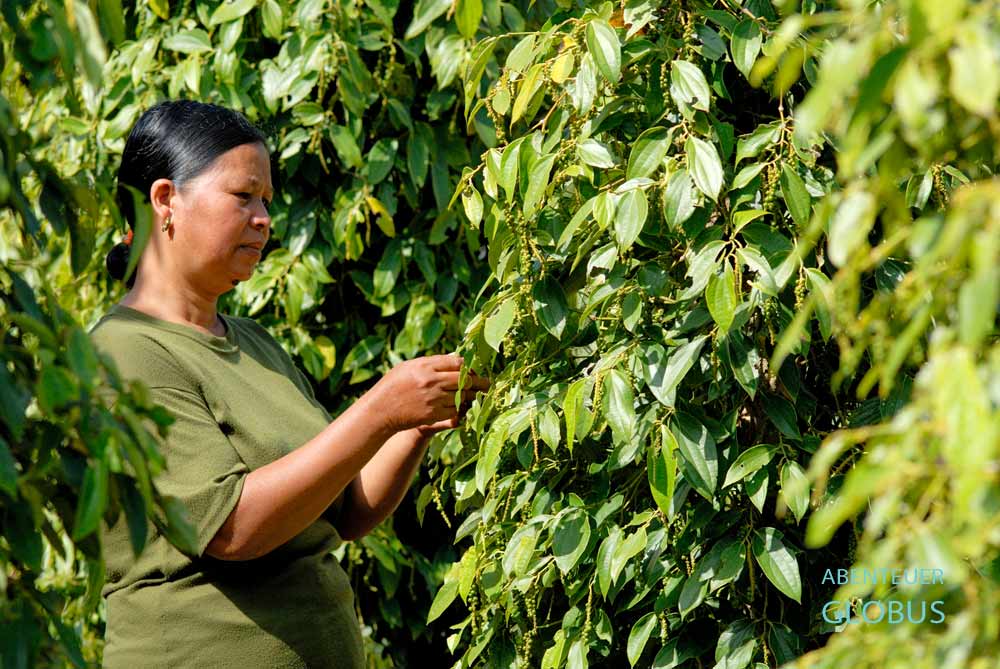 Pfefferbäuerin beim Prüfen der Pfefferkörner