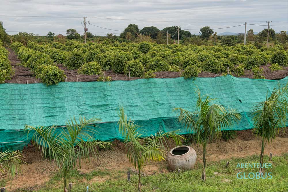 Pfefferplantage in der Nähe von Kampot