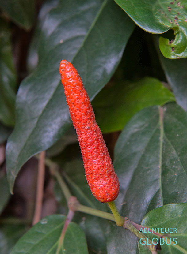 Roter Long Pepper