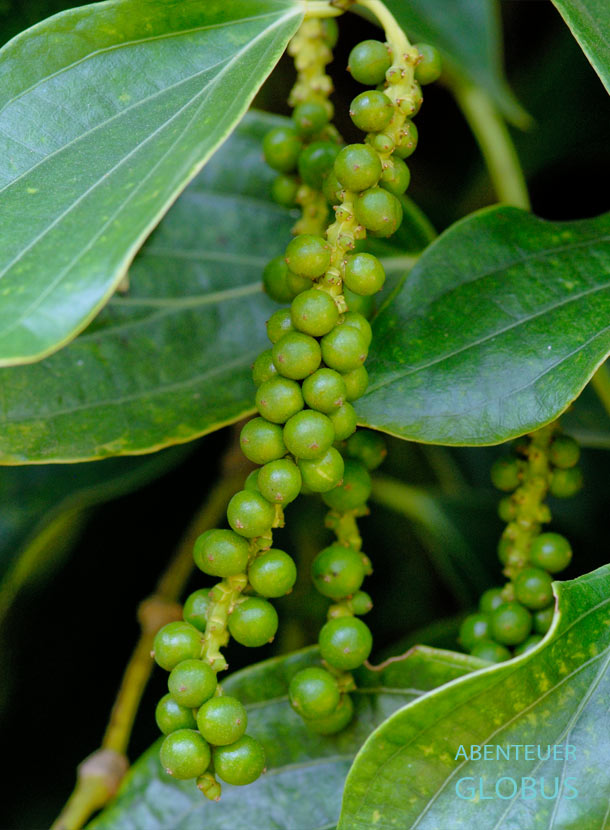 Pfefferrispe mit grünem Pfeffer