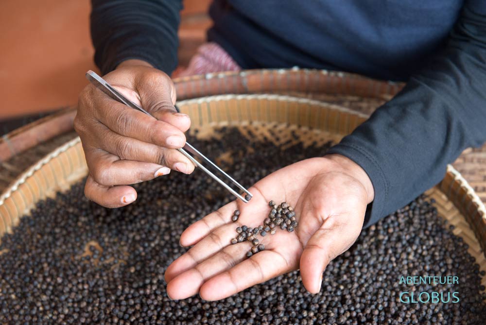 Jedes Pfefferkorn wird einzeln nach Qualität und Größe geprüft.