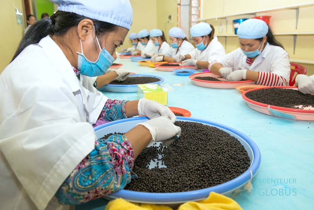 Frauen von Farmlink Ltd. Kadode sortieren schwarze Pfefferkörner.