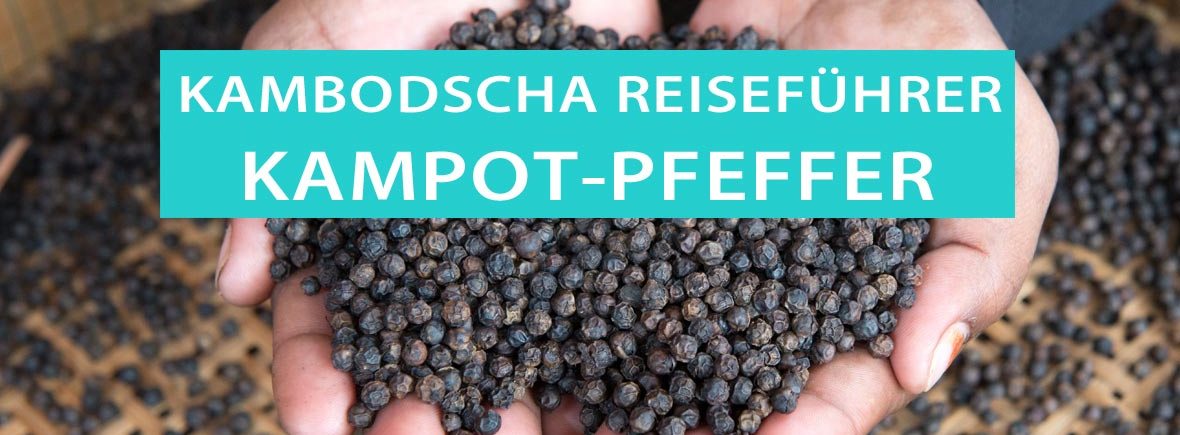 Kampot-Pfeffer aus Kambodscha: Tipps, Herkunft, Ernte und Tuk-Tuk-Touren
