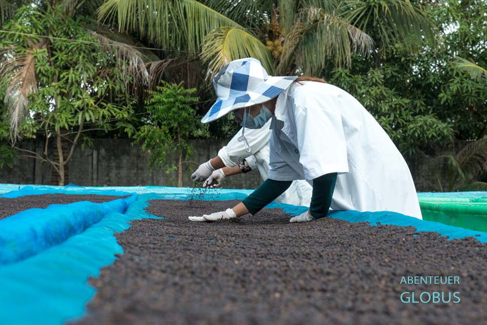 Schwarzer Pfeffer liegt zur Trocknung aus.