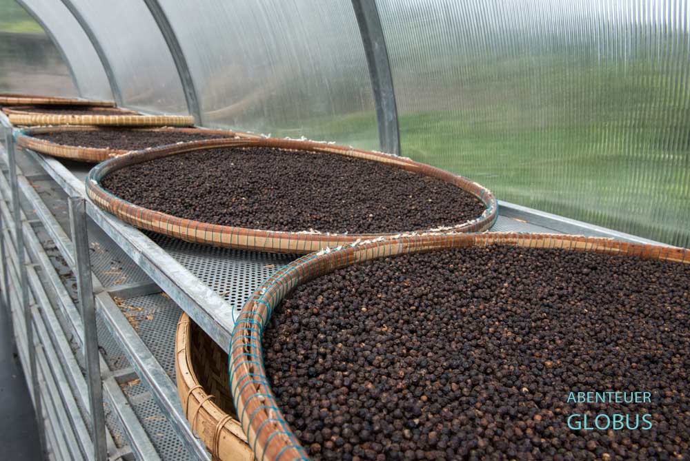 Schwarze Pfefferkörner liegen aus zum Trocknen.