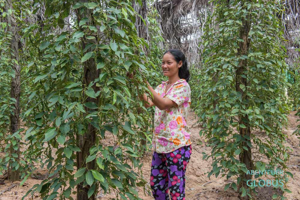 Sothys Pepper Farm: Eine Mitarbeiterin prüft den Reifegrad des Pfeffers an der Pflanze.
