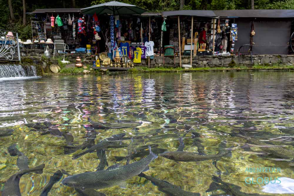 Teich mit Fischen an der Blauen Quelle in Travnik