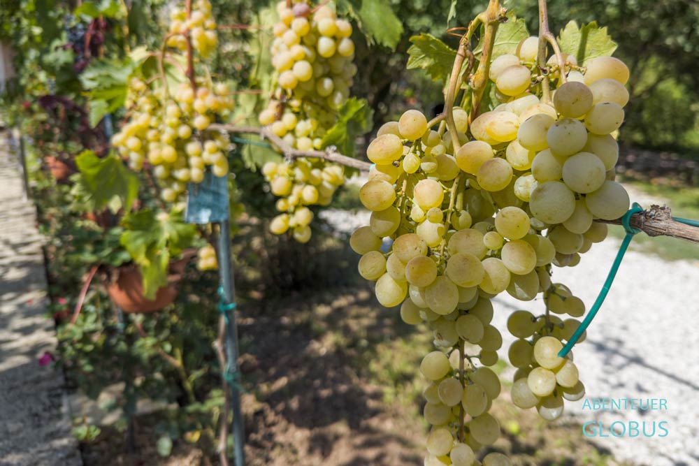 Tal Bascica: Weintrauben im Dorf Idbar