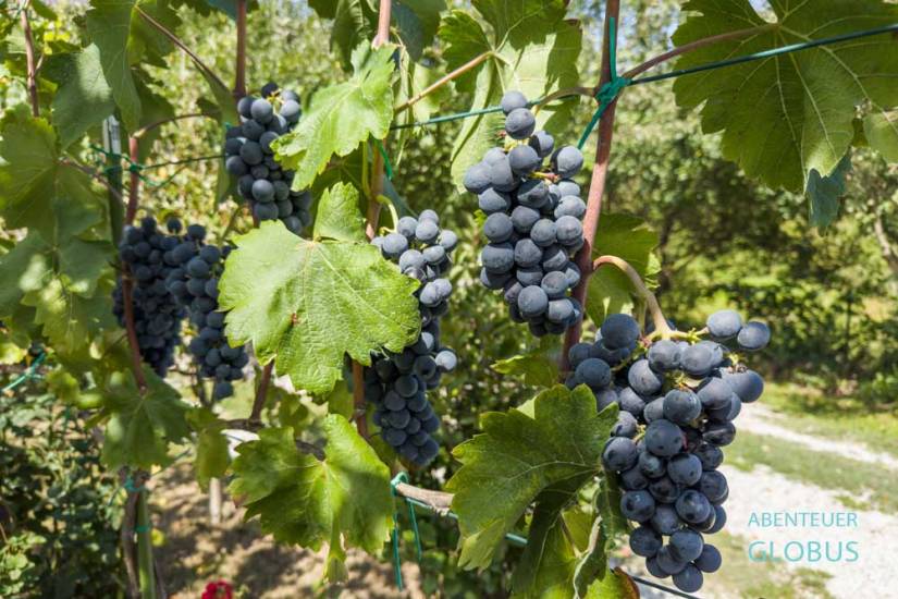 Weinreben auf der Insel Korcula