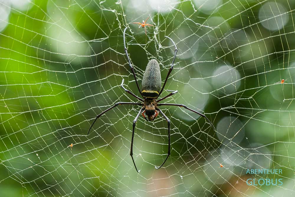 Netz mit Seidenspinne in dem sich auch Diebspinnen aufhalten.