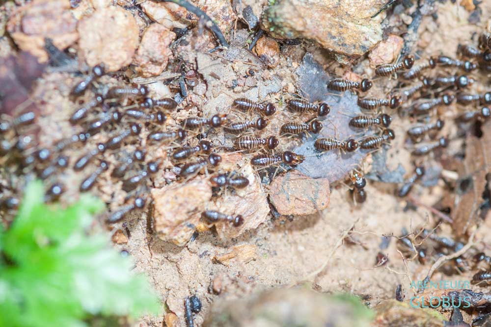 Termiten im Erawan-Nationalpark