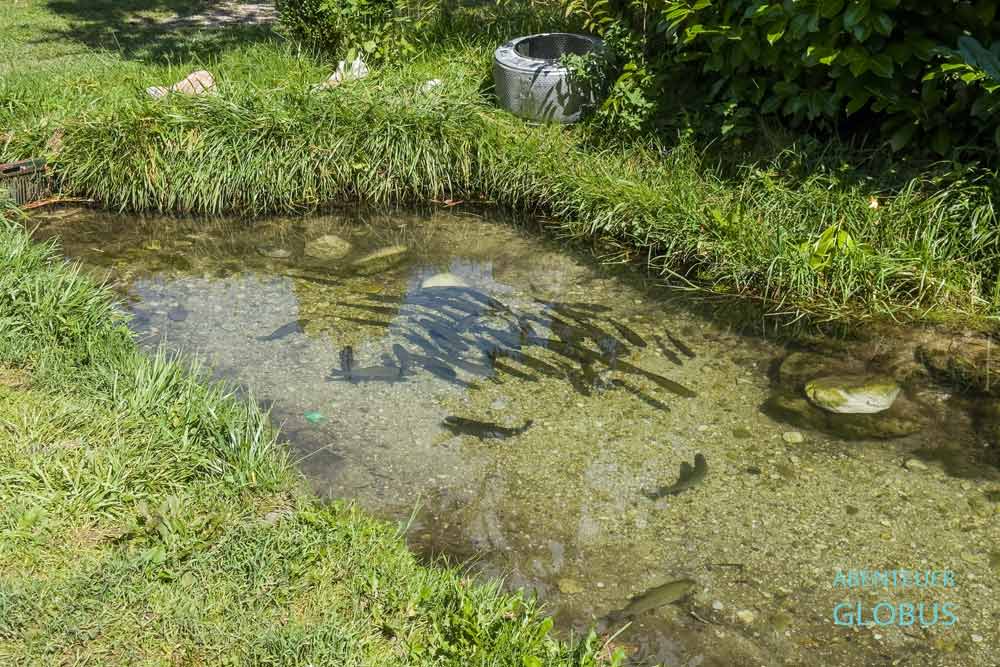 Forellen im Fluss Bascica im Restaurant und Camp Bascica