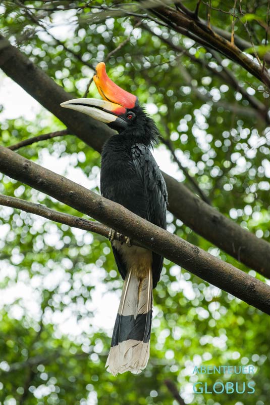 Hornvogel im Erawan-Nationalpark