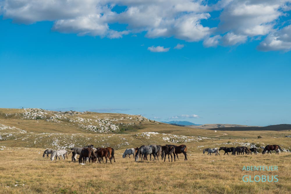Hauptattraktion in Livno: wilde Pferde auf dem Kruzi-Plateau