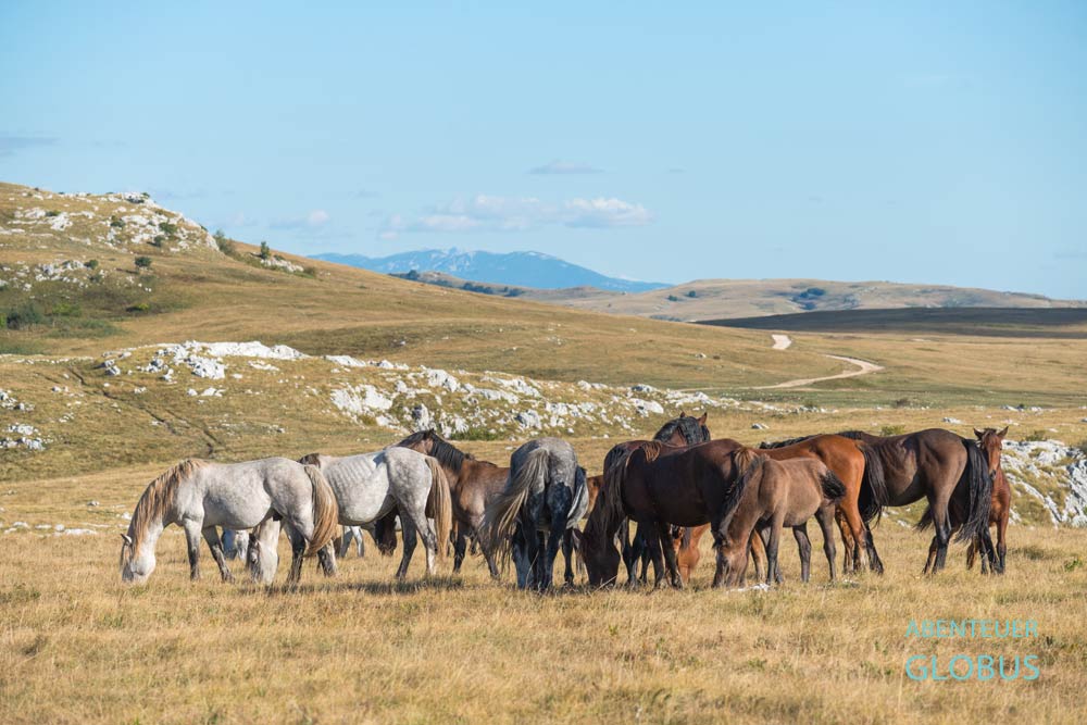 Ausflug auf das Karstplateau Kruzi zu den wilden Pferden von Livno