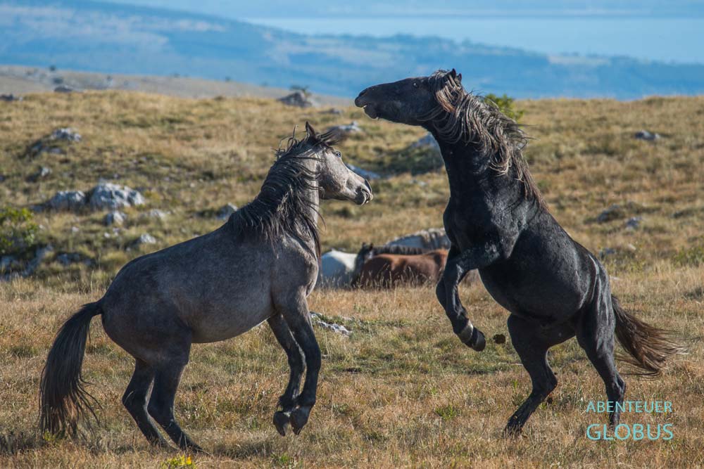 Besuch bei den wilden Pferden auf dem Kruzi-Plateau: Stuten kämpfen um die Rangordnung.