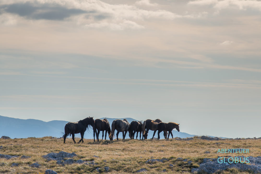 Die Wildpferde von Livno sind die Hauptattraktion des Ortes. 