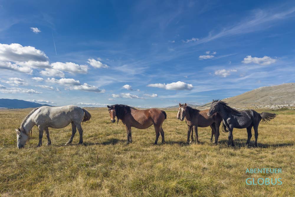 Highlight in Livno: Tour zu den Wildpferden auf dem Kruzi-Plateau