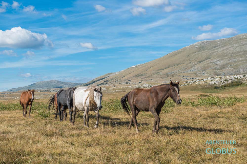 Attraktion von Livno: Die Begegnung mit den Wildpferden am Fuße des Berges Cincar.