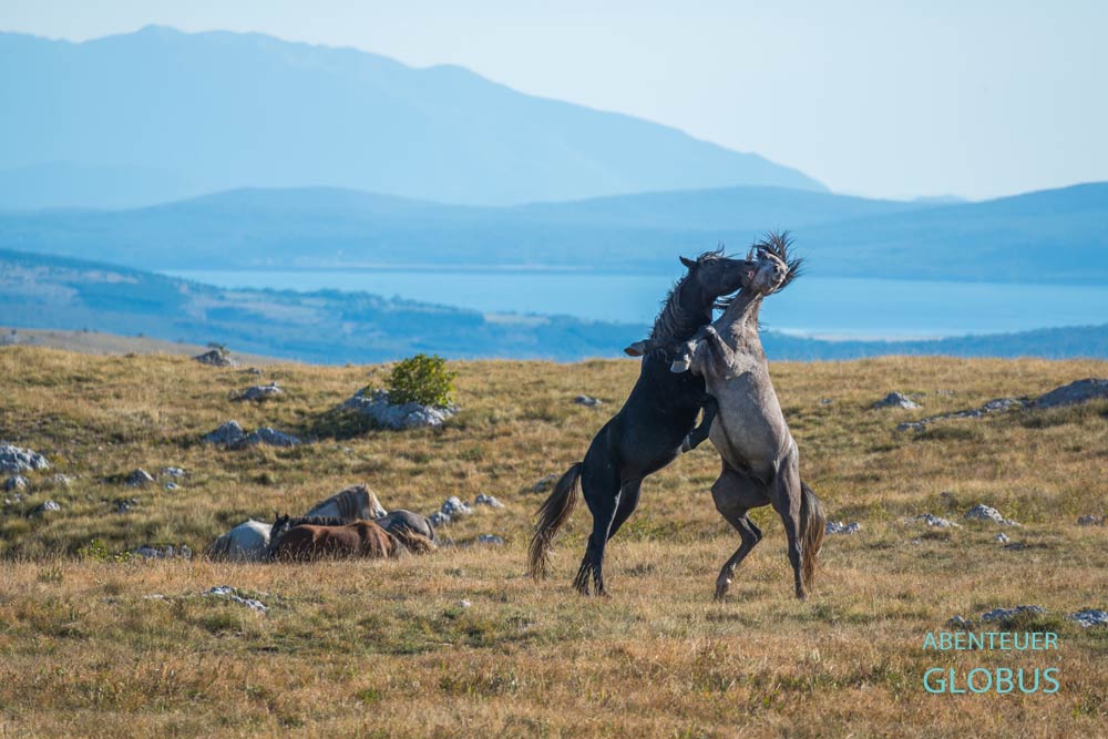 Highlight in Livno: Tour zu den Wildpferden auf dem Kruzi-Plateau, kämpfende Stuten