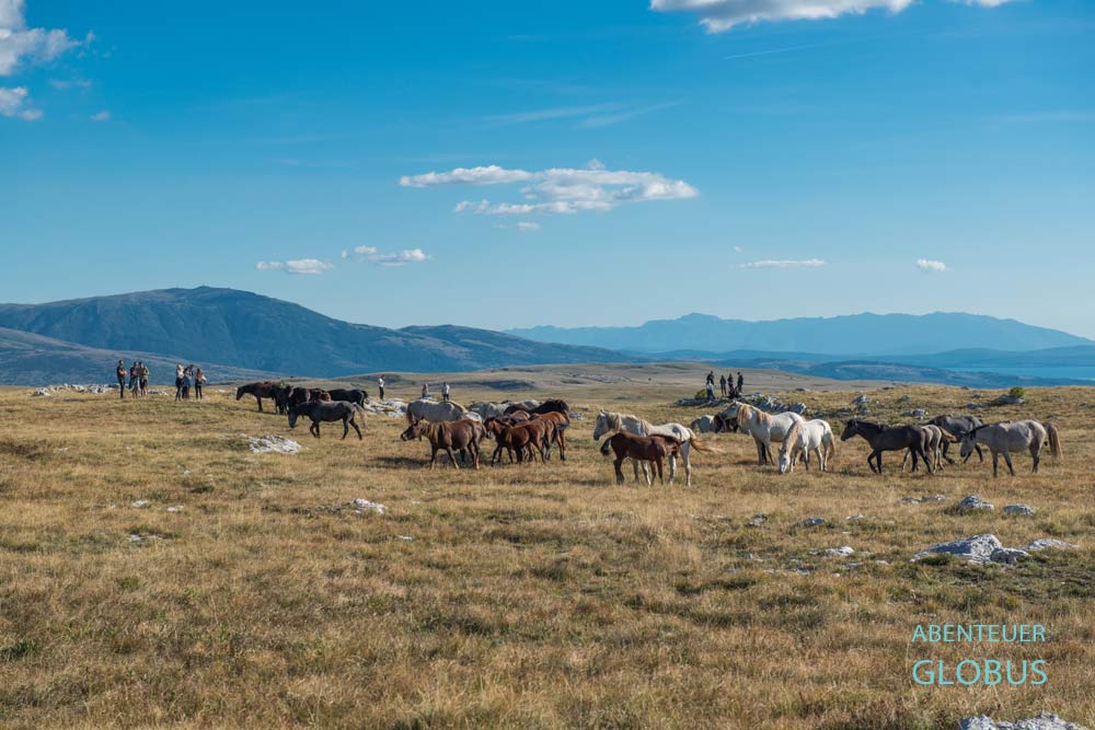 Wildpferde von Livno: Diese Touristen sind mit Quads zu den Wildpferden gefahren.